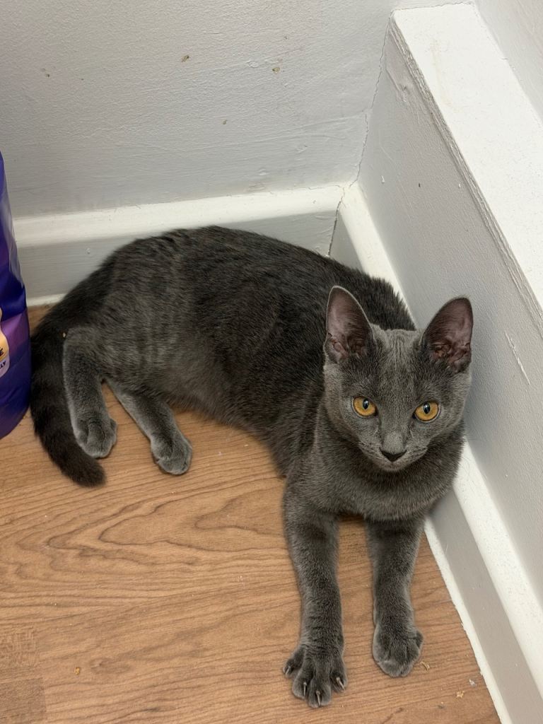 Female Russian blue kitten.