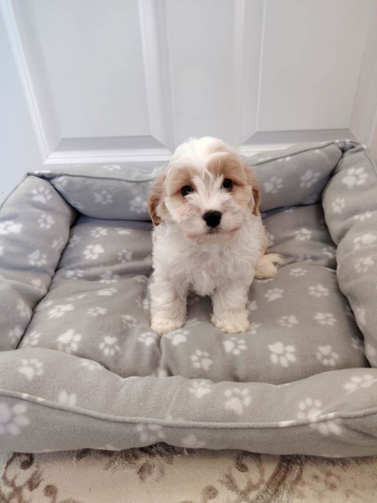 King Charles x poodle puppy