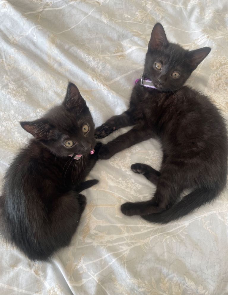 Tabby kittens 