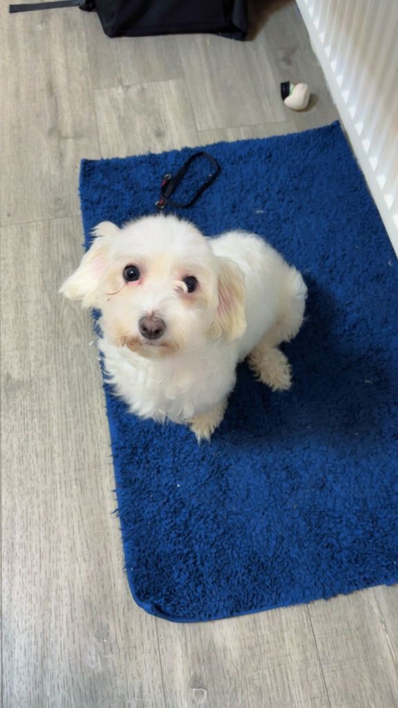 Maltese 