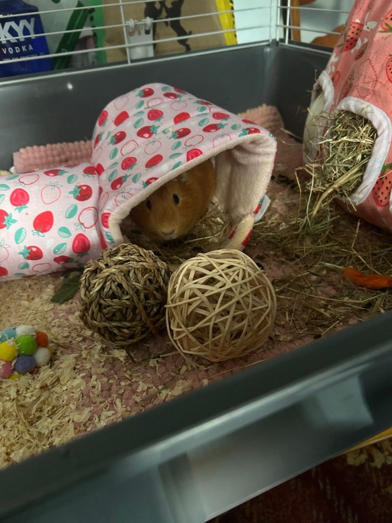 2 female guinea pigs 3 months old 