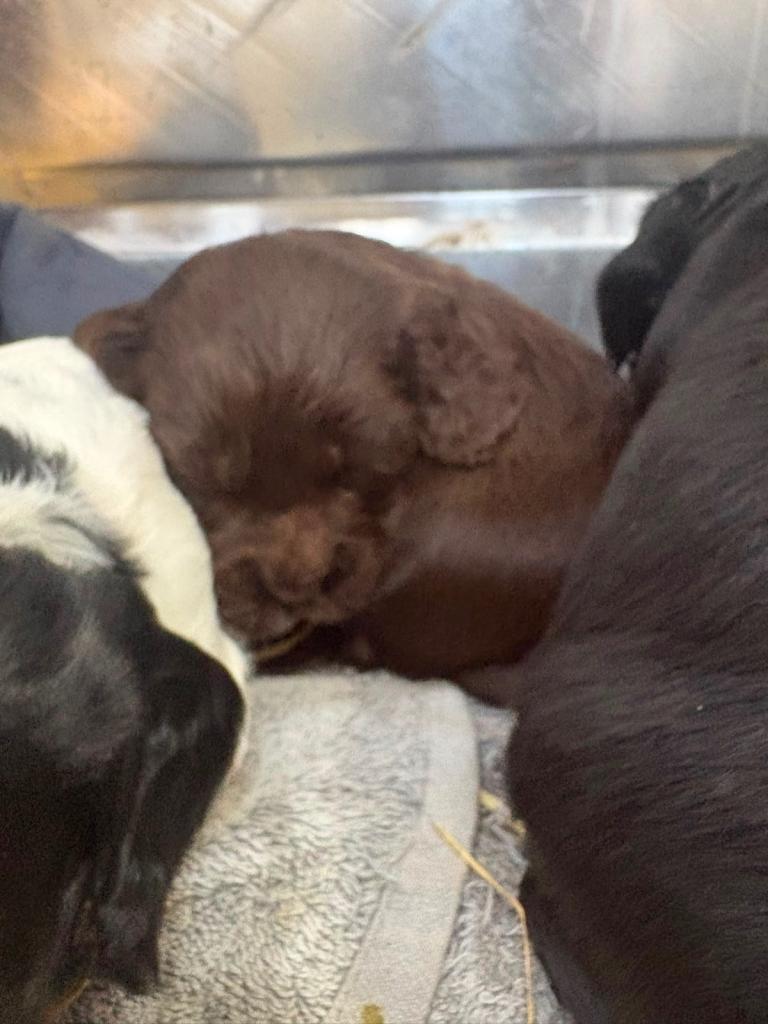 Chocolate cocker spaniel puppy 