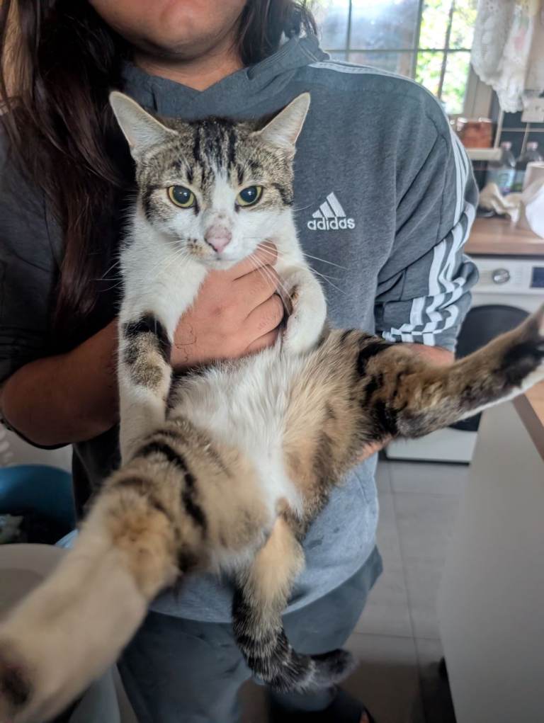 kittens for sale