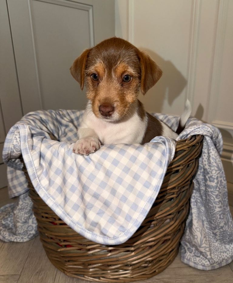 🐾TRADITIONAL JACK RUSSEL PUPPYS 🐾