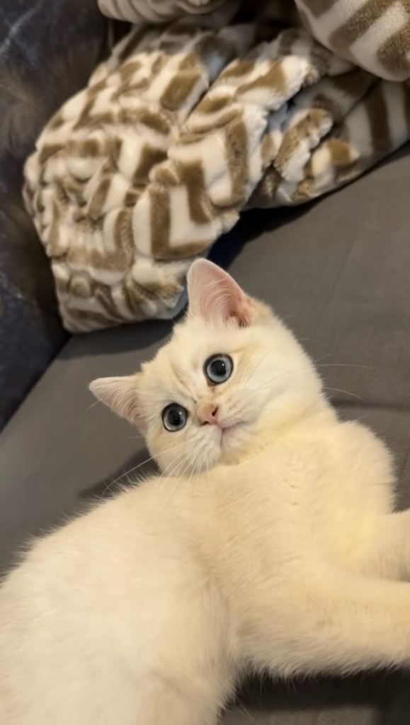 British Shorthair Male 💙
