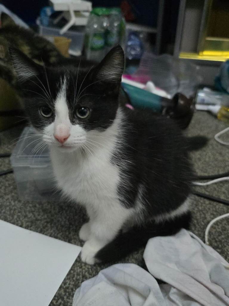 Kitten Main coone