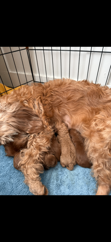 F1B cockapoo finally here ❤️❤️❤️💙💙