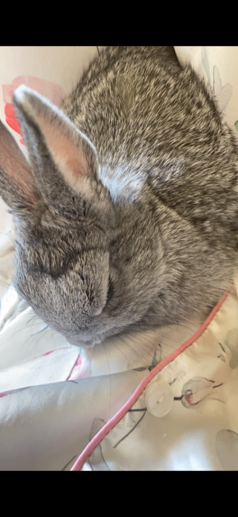 Netherland dwarf bunny