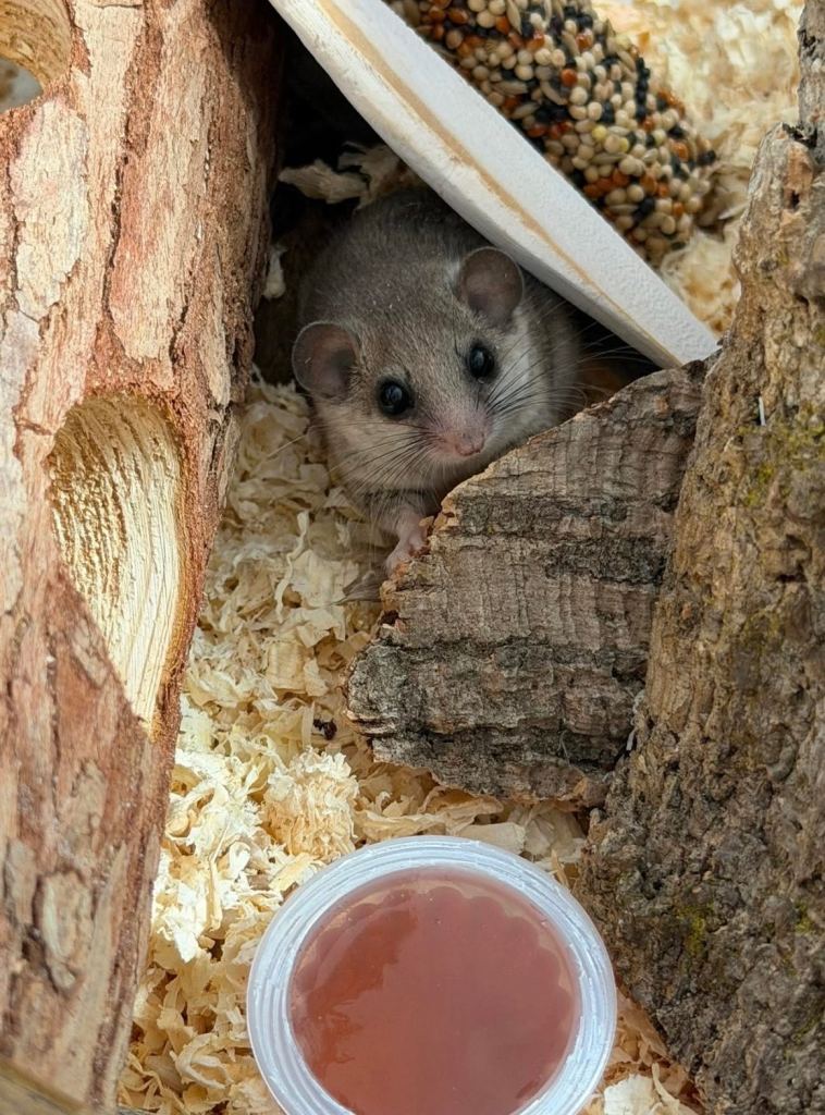 Dormouse, mouse, micro squirrel 