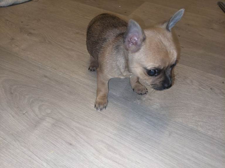 Adorable tiny male Chihuahua looking for a loving forever home! He is 8 weeks old, healthy, playful