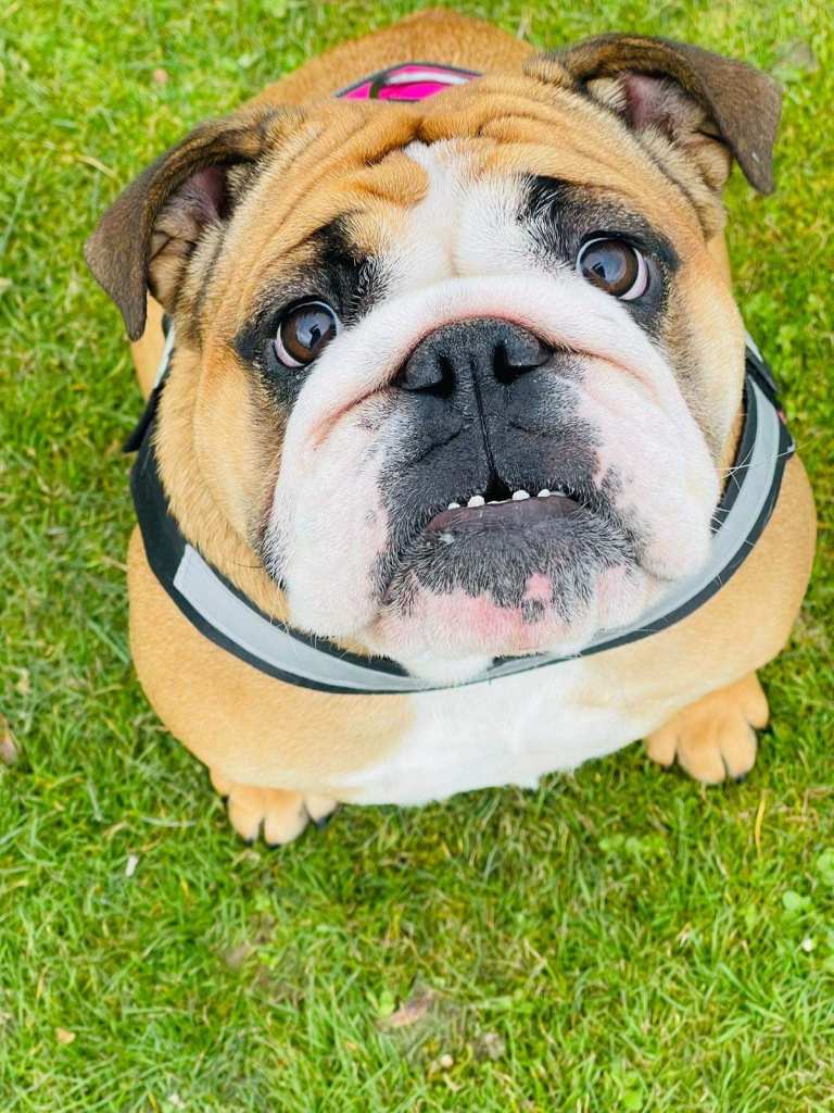 Stunning KC Registered English Bulldog Bitch
