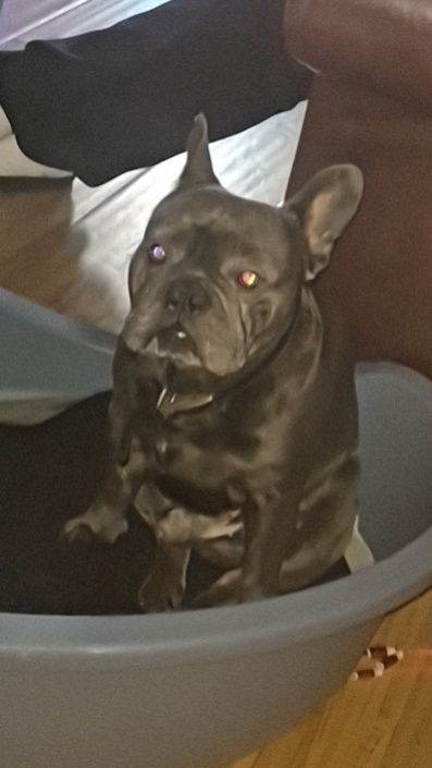 Male frenchie 