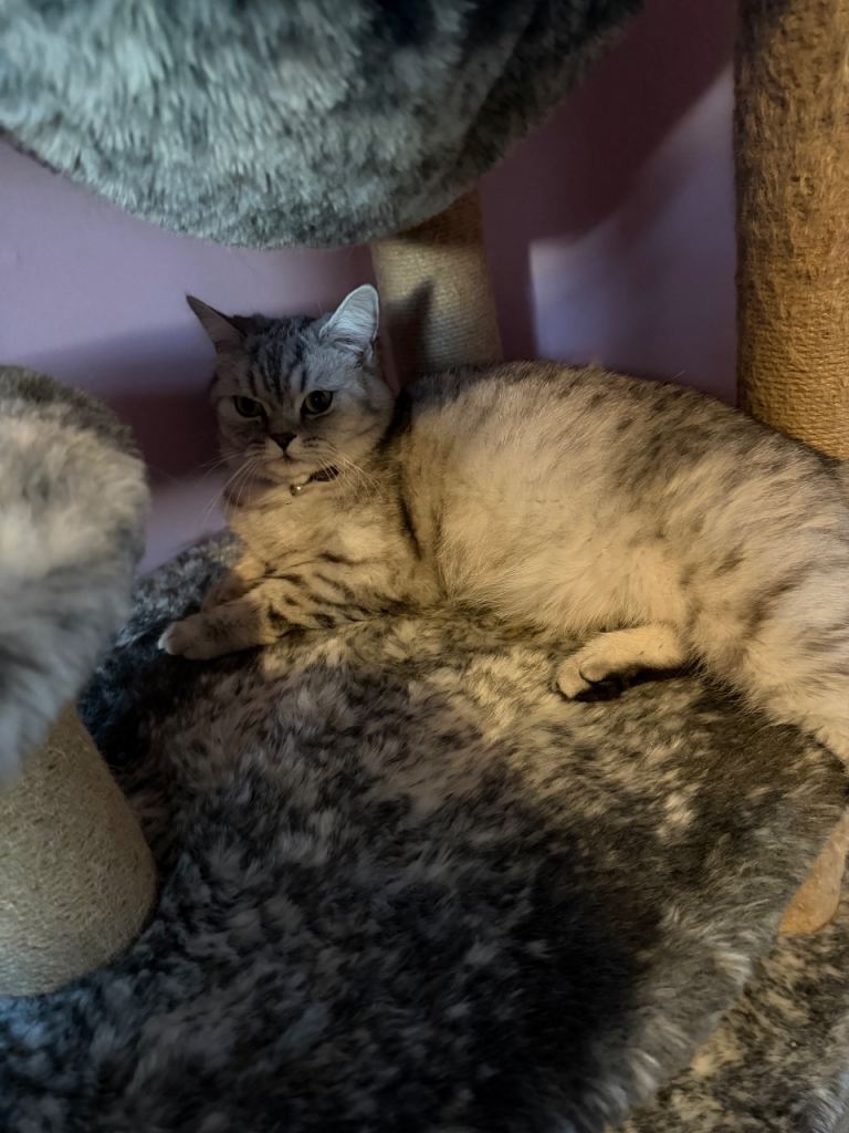 British shorthair kittens for sale (mixed breed)
