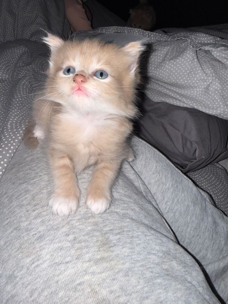 Female Kittens - Cream/Ginger and Dilute Tortie longhaired