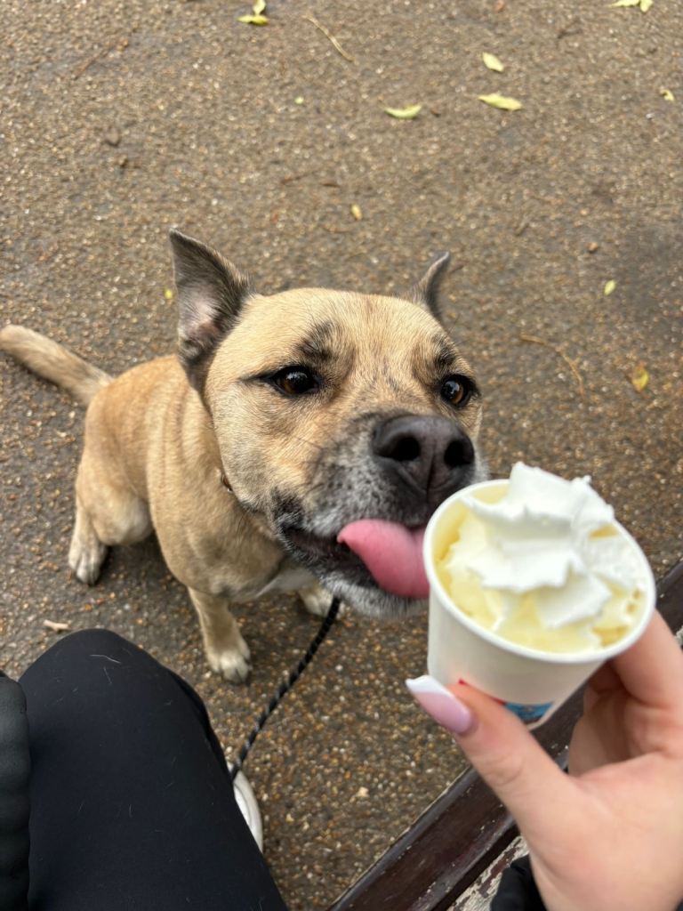 3-Year-Old Dog Looking for a Loving New Home