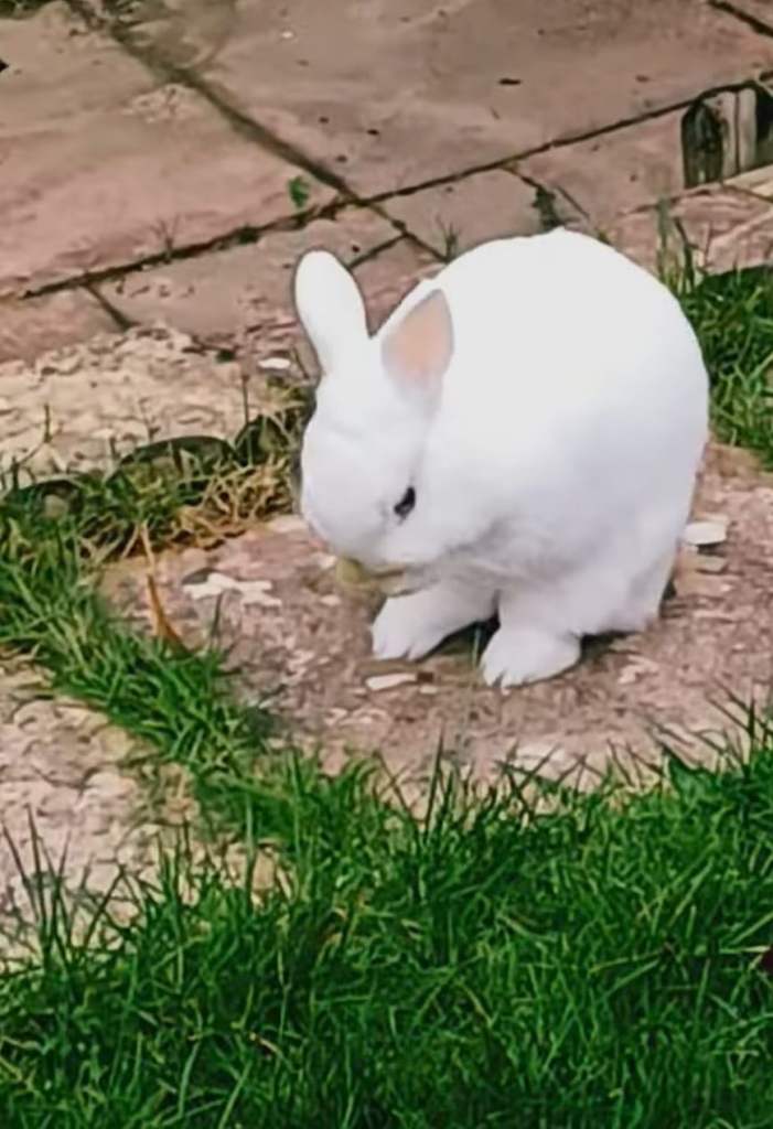 Beautiful Rabbits for sale, Soft and lovely, looking for loving homes, collection only 
