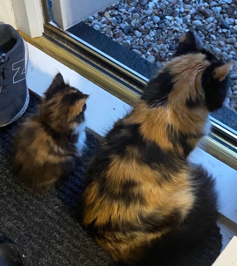 Kitten 