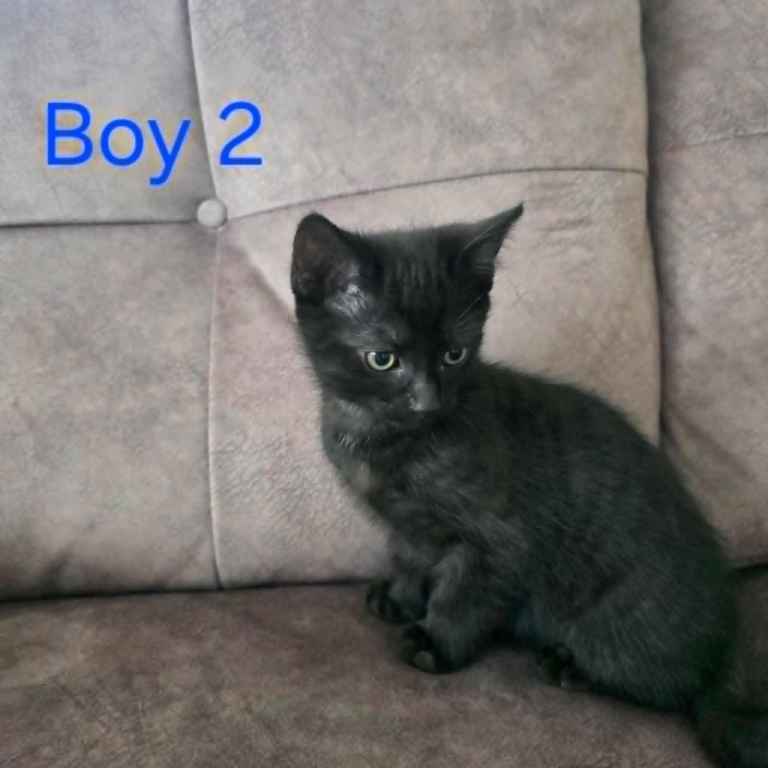 Kitten looking new family home