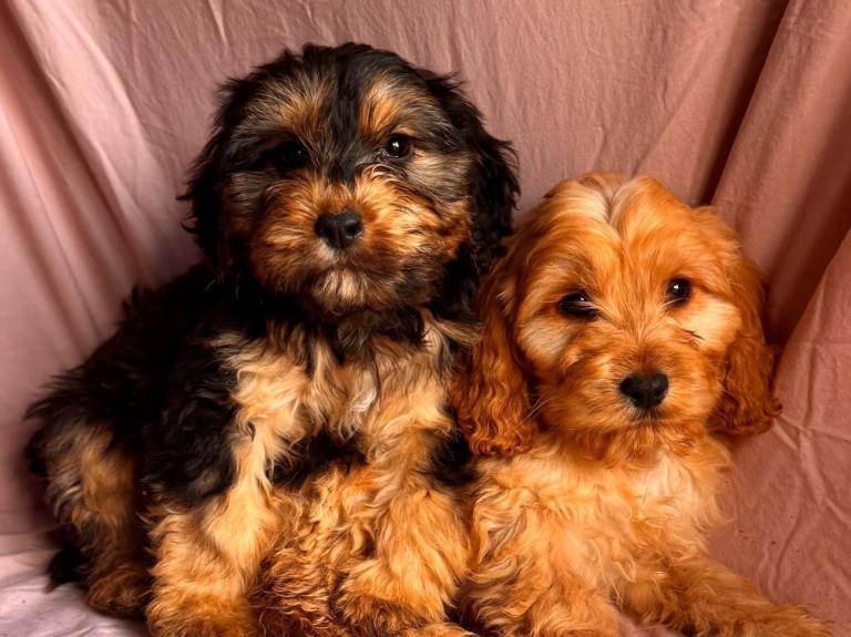 Stunning Cockapoo puppies 