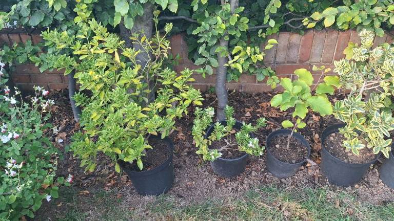 Huge Charity Plant Sale - 200+ Plants, Trees & Shrubs - From £5 - Proceeds to Macmillan