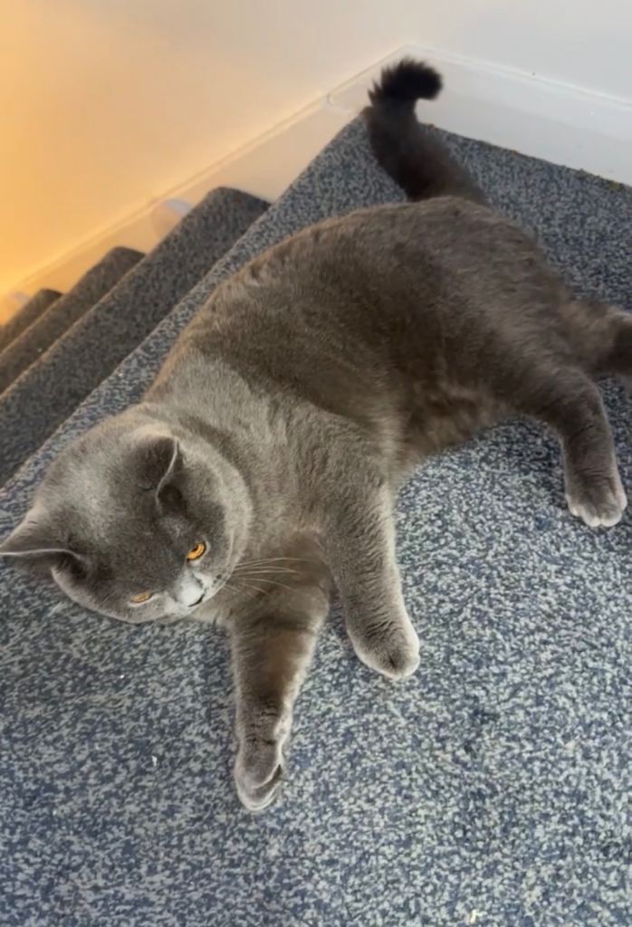 British Shorthair Cat(SOLD)