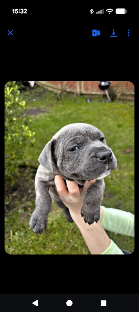 Blue brindle puppies 