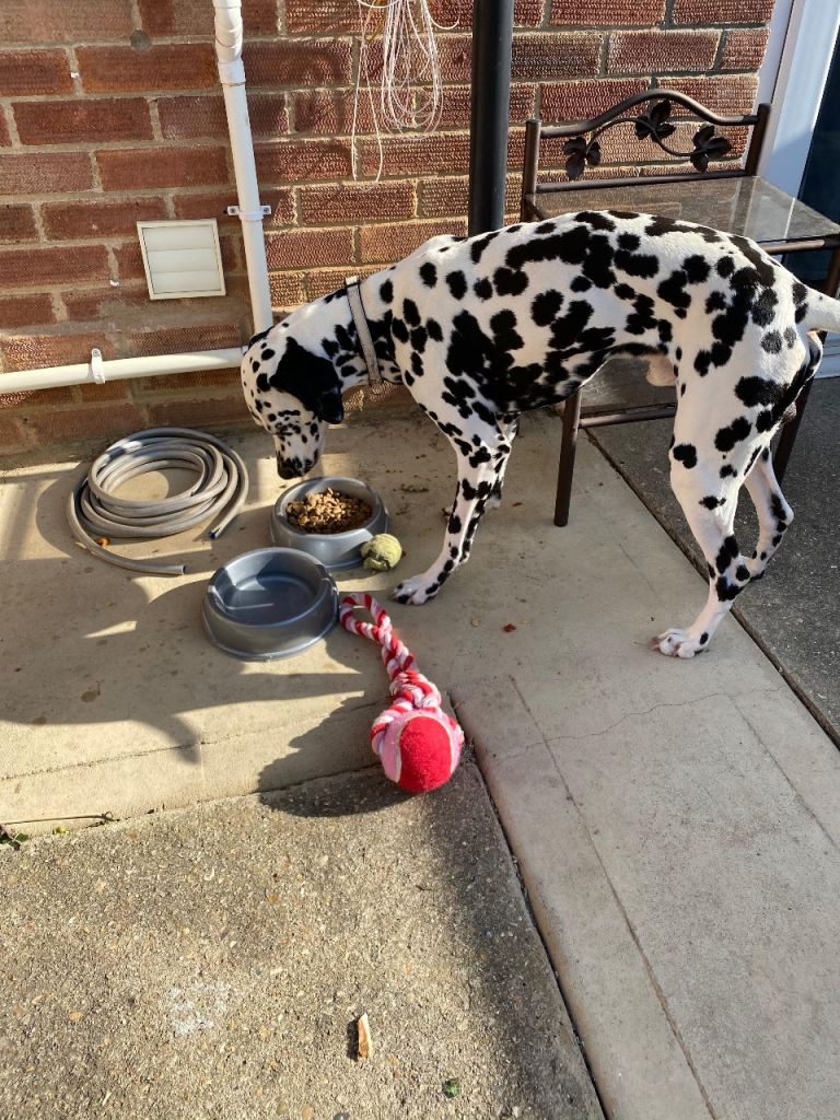 Dalmatian boy  (SHADOW)