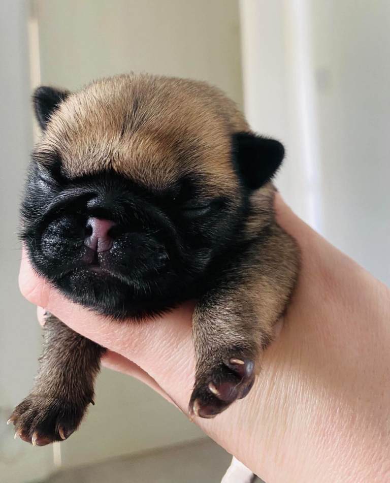 Pug Pups Traditional Type