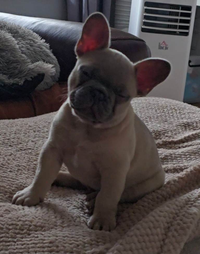 Sable boy