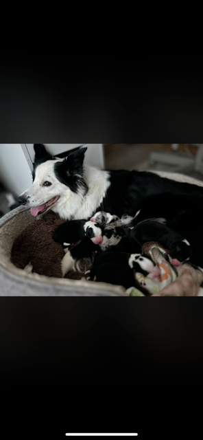 collie puppies