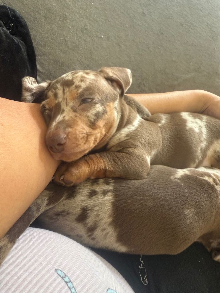 Mini sausage dog puppies 