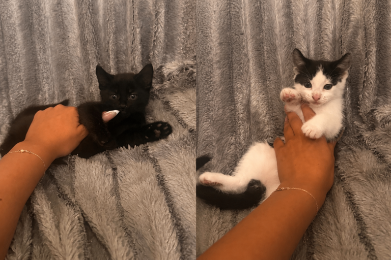 Black cat & White and black cat 