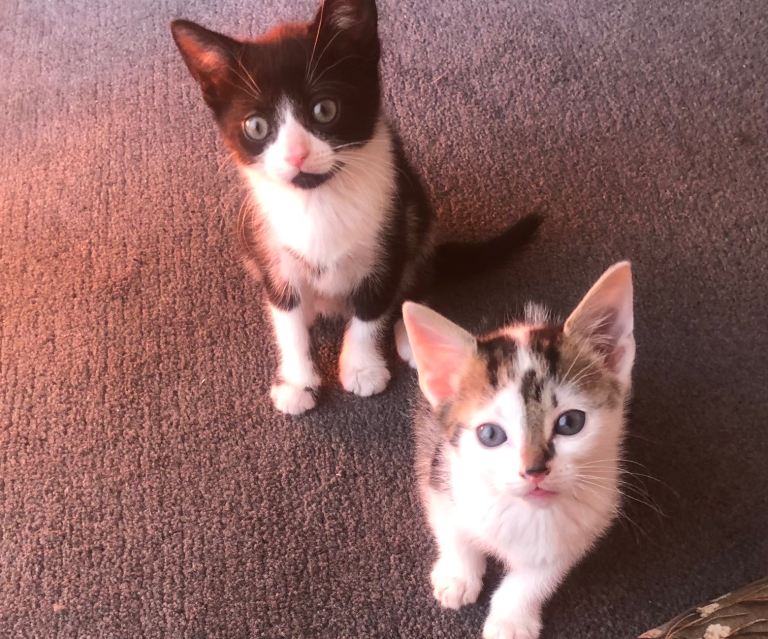 Male and female kittens
