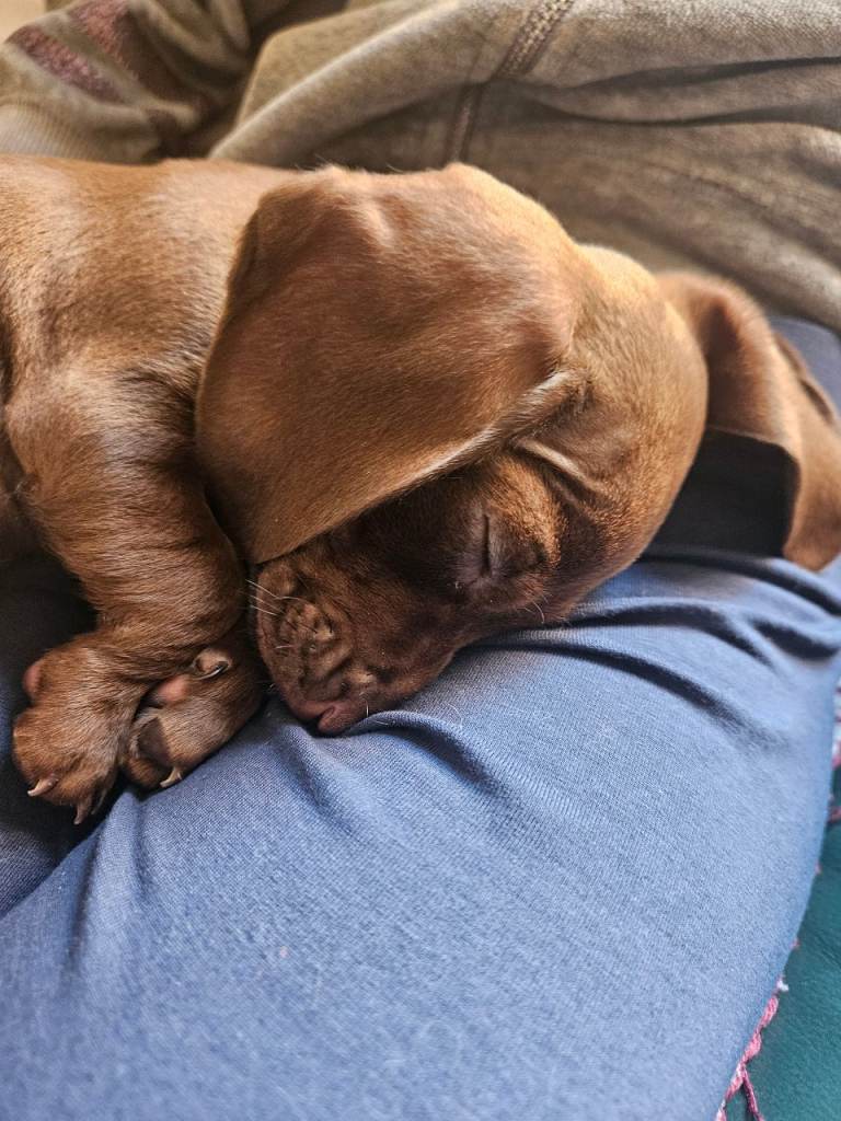 9 weeks female miniature dachshund