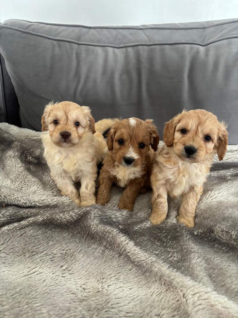 Cockapoo puppies 