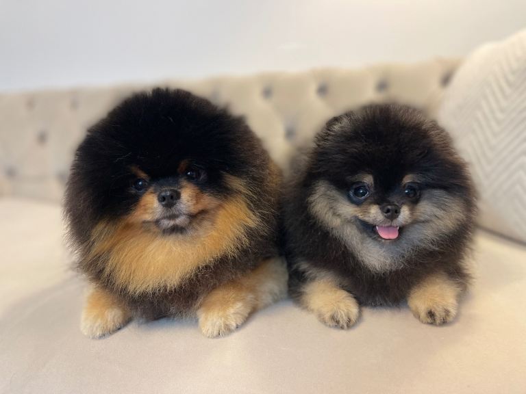 👑 Exclusive Rare Black & Tan Boy 👑
