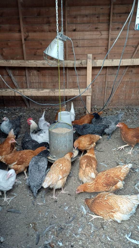 Beautiful point of lay hens for sale!🩷