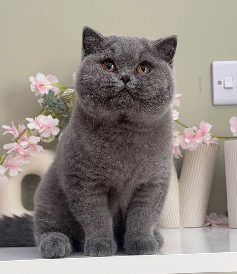 British Shorthair kitten