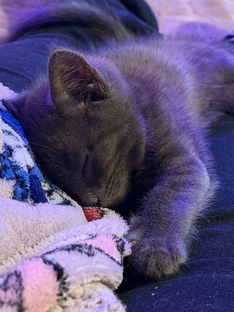 British blue male kitten  9 weeks old