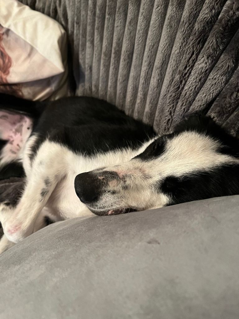 Looking for her forever home 