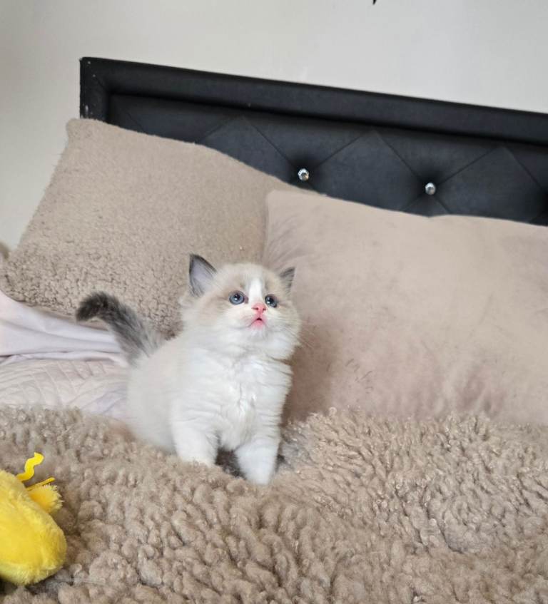 Gorgeous chunky ragdoll kittens