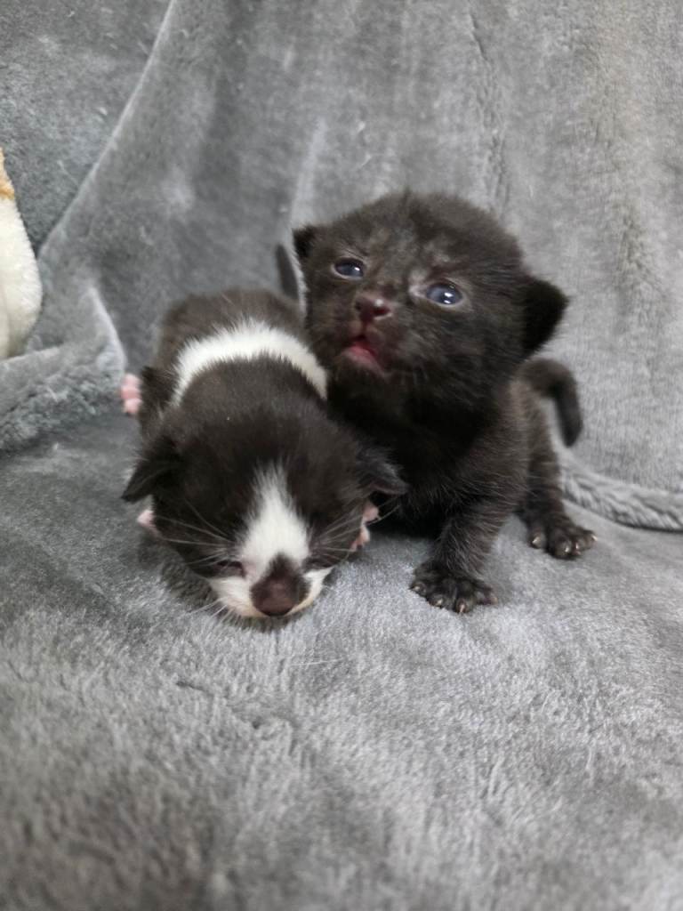 2 beautiful kittens!