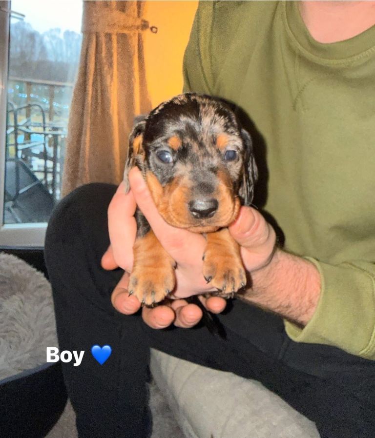 Miniature dachshund puppies for sale 