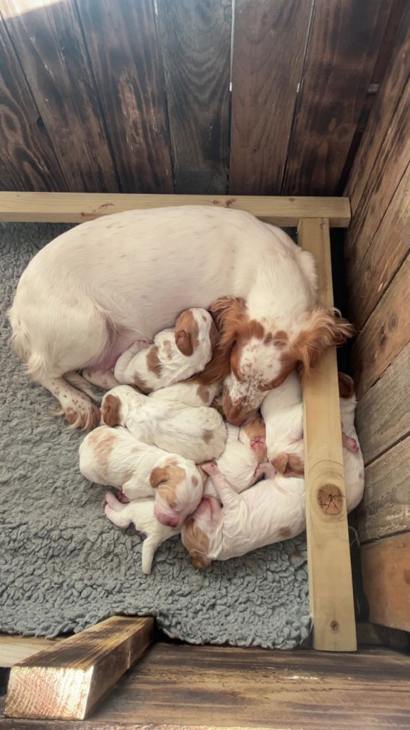 Cocker Spaniel pups