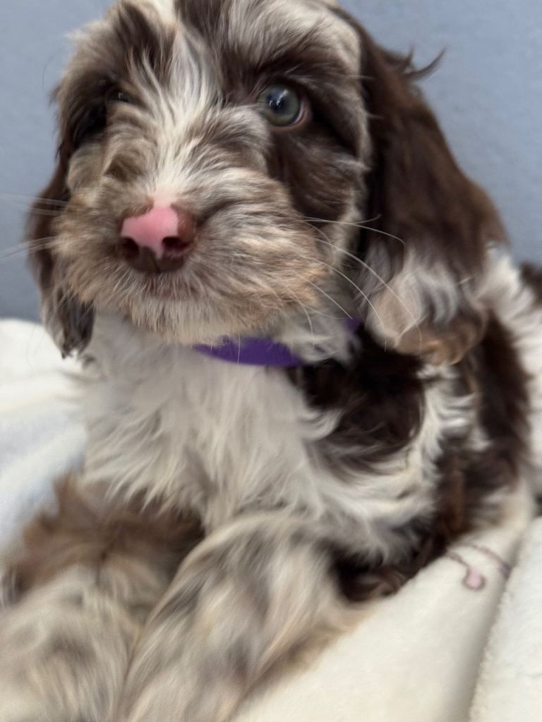 F1B Cockapoo puppies 