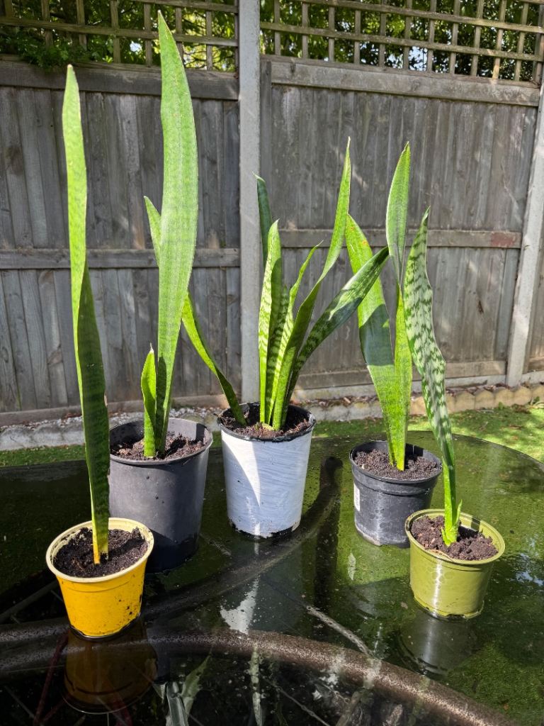 Snake plants