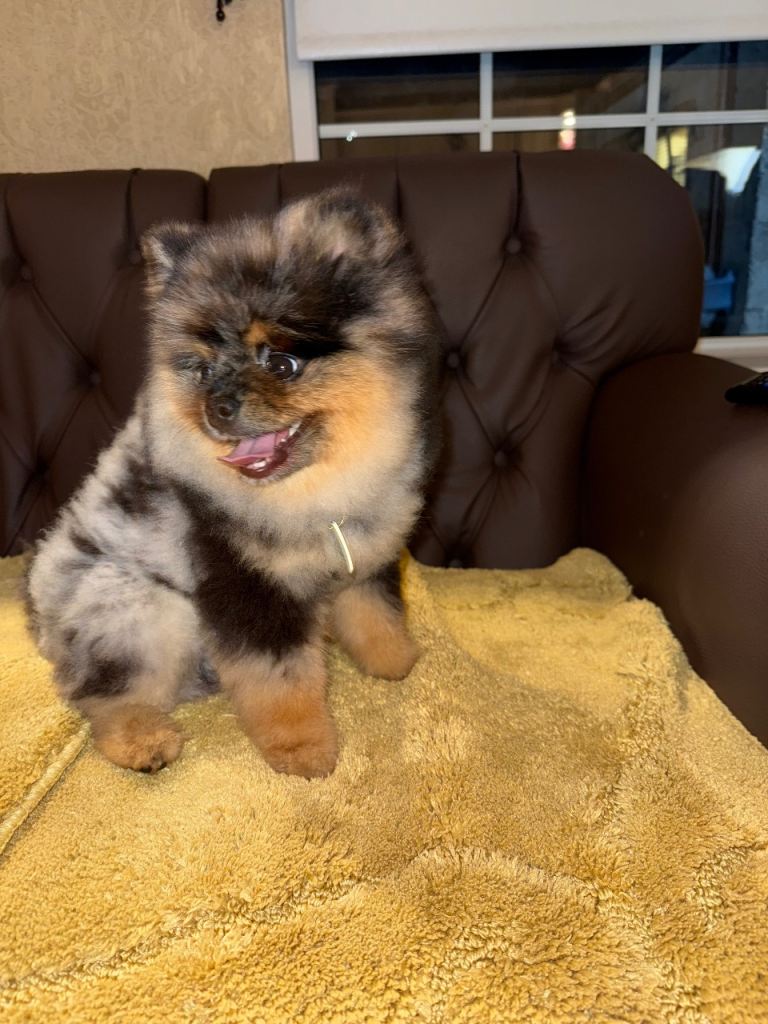 Pomeranian