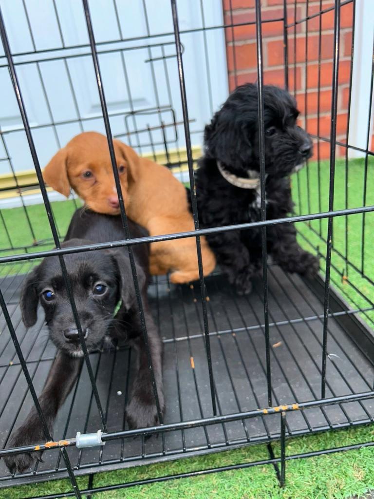 3 pattendale tarrier puppies for sale 2 female and 1 male 