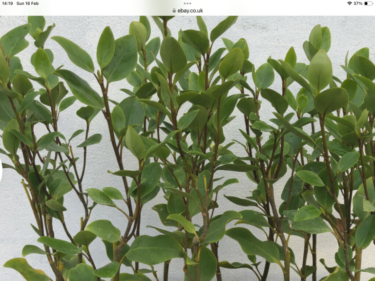 SPECIAL OFFER.       6 ft LAUREL HEDGING PLANTS.    £16-00