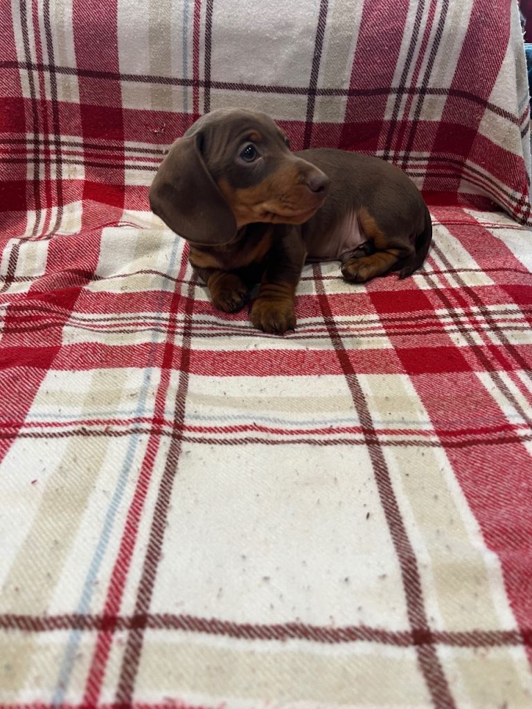 Miniature dachshunds for sale
